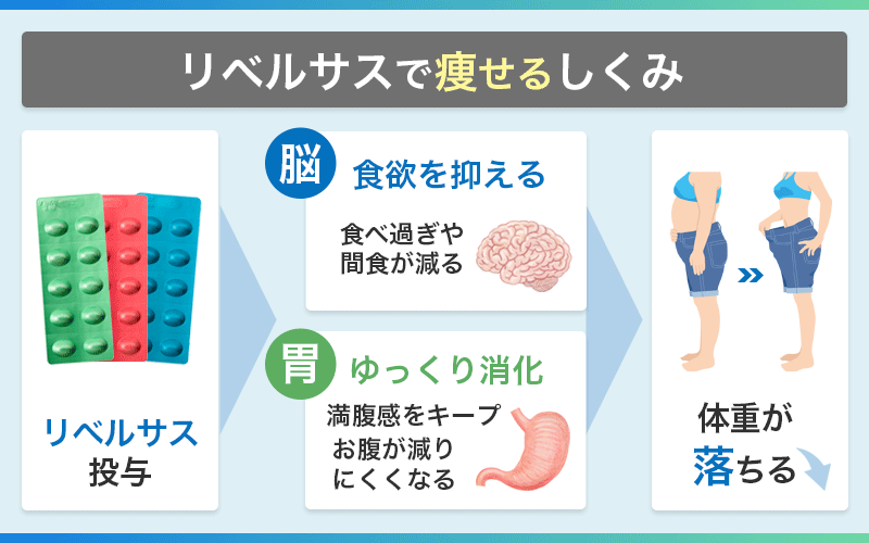 リベルサス 痩せるしくみ