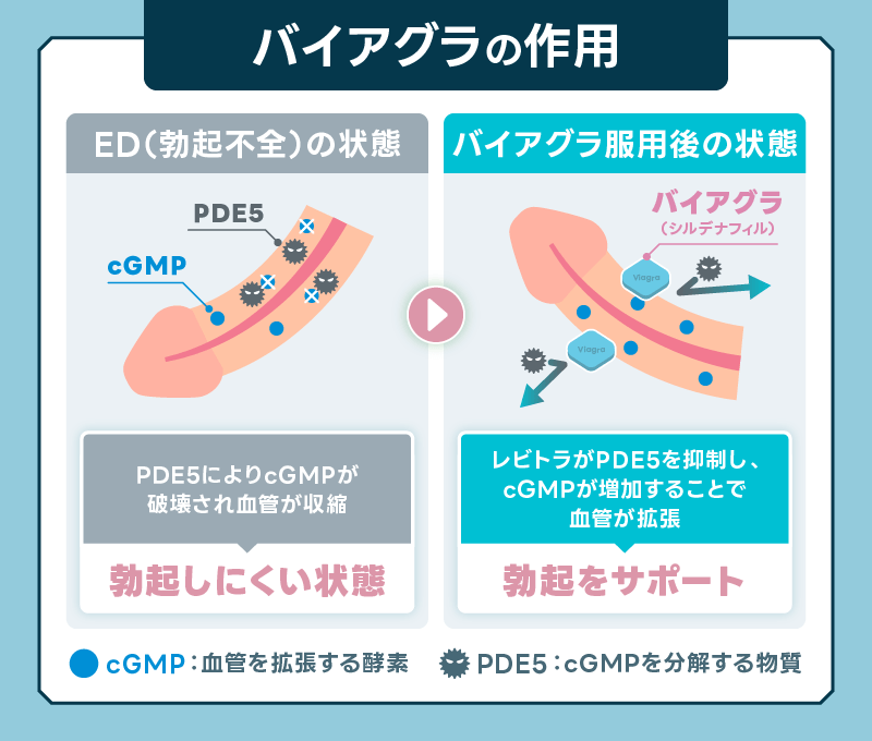 バイアグラ 作用 メカニズム